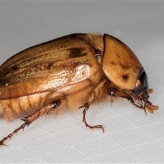 Cyclocephala signaticollis (Argentinian scarab) at Melba, ACT - 31 Dec 2024 by kasiaaus