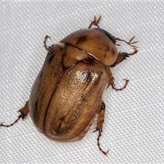 Cyclocephala signaticollis at Melba, ACT - 31 Dec 2024 09:37 PM