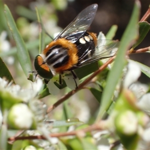 Scaptia (Scaptia) auriflua at Murrumbateman, NSW - 1 Jan 2025