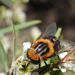 Scaptia (Scaptia) auriflua at Murrumbateman, NSW - 1 Jan 2025