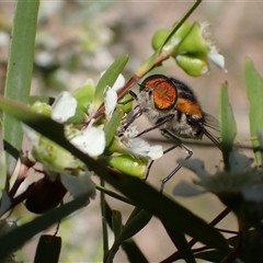 Scaptia (Scaptia) auriflua at Murrumbateman, NSW - 1 Jan 2025 11:13 AM