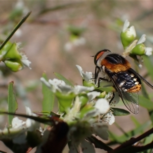 Scaptia (Scaptia) auriflua at Murrumbateman, NSW - 1 Jan 2025 11:13 AM