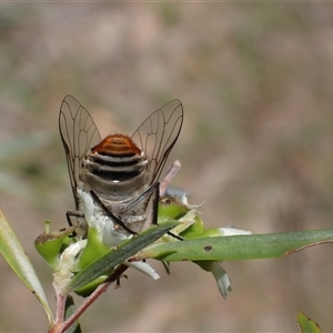 Scaptia (Scaptia) auriflua at Murrumbateman, NSW - 1 Jan 2025 11:13 AM