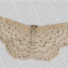 Idaea philocosma (Flecked Wave) at Melba, ACT - 31 Dec 2024 by kasiaaus