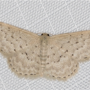 Idaea philocosma (Flecked Wave) at Melba, ACT by kasiaaus