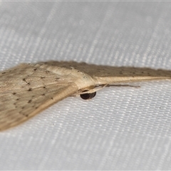 Idaea philocosma at Melba, ACT - 31 Dec 2024