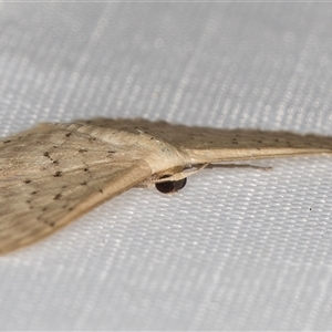 Idaea philocosma at Melba, ACT - 31 Dec 2024