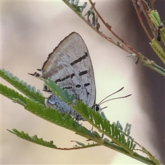 Jalmenus sp. (genus) (An unidentified hairstreak butterfly) at Jerrawa, NSW - 28 Dec 2024 by ConBoekel