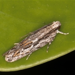 Ardozyga undescribed species nr amblopis (A Gelechioid moth) at Melba, ACT - 31 Dec 2024 by kasiaaus