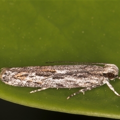 Ardozyga undescribed species nr amblopis at Melba, ACT - 31 Dec 2024