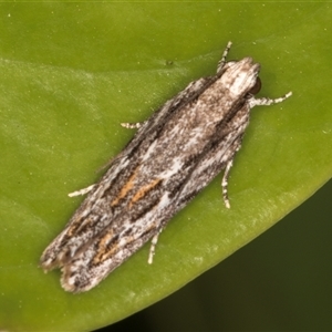 Ardozyga undescribed species nr amblopis at Melba, ACT - 31 Dec 2024