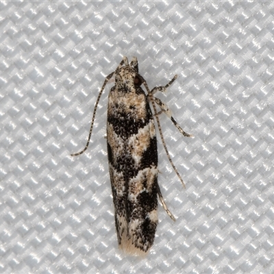 Limnaecia leptomeris at Melba, ACT - 31 Dec 2024 by kasiaaus