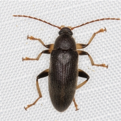 Homotrysis macleayi (Comb-clawed beetle) at Melba, ACT - 31 Dec 2024 by kasiaaus