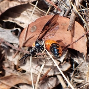 Lophyrotoma interrupta at Cook, ACT - 28 Dec 2024