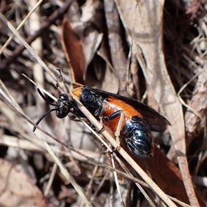 Lophyrotoma interrupta at Cook, ACT - 28 Dec 2024