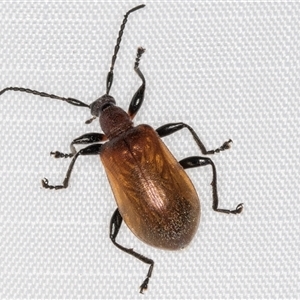 Ecnolagria grandis (Honeybrown beetle) at Melba, ACT by kasiaaus