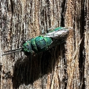 Chrysididae (family) at Ainslie, ACT - 23 Dec 2024