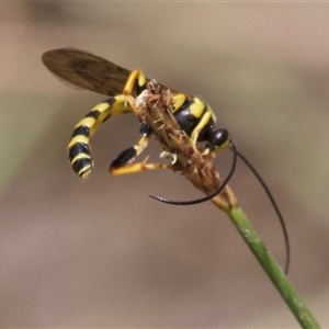 Metopius sp. (genus) (Tiger ichneumon) at Hackett, ACT by Pirom