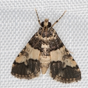 Nacoleia mesochlora (Pied Crambid) at Melba, ACT by kasiaaus