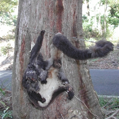 Petauroides volans (Southern Greater Glider) at Colo Vale, NSW - 3 Aug 2004 by nancyp