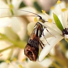 Nemophora sparsella (An Adelid Moth) at Cook, ACT - 28 Dec 2024 by CathB