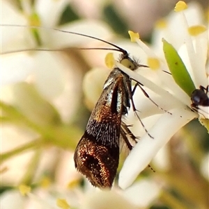 Nemophora sparsella (An Adelid Moth) at Cook, ACT by CathB