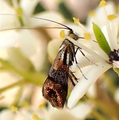 Nemophora sparsella (An Adelid Moth) at Cook, ACT - 28 Dec 2024 by CathB