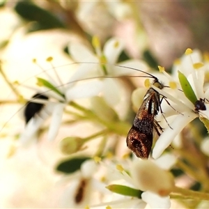 Nemophora sparsella at Cook, ACT - 28 Dec 2024 10:15 AM