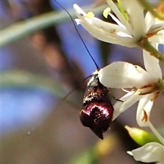 Nemophora sparsella at Cook, ACT - 28 Dec 2024 10:15 AM