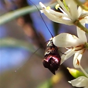 Nemophora sparsella at Cook, ACT - 28 Dec 2024 10:15 AM