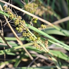 Lomandra longifolia (Spiny-headed Mat-rush, Honey Reed) at Wodonga, VIC - 26 Dec 2024 by KylieWaldon