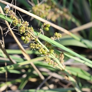 Lomandra longifolia (Spiny-headed Mat-rush, Honey Reed) at Wodonga, VIC by KylieWaldon