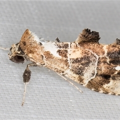 Arrade leucocosmalis (A Hypeninae moth) at Melba, ACT - 31 Dec 2024 by kasiaaus