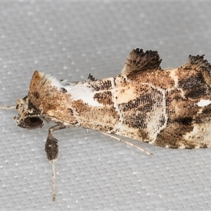 Arrade leucocosmalis at Melba, ACT - 31 Dec 2024