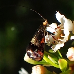 Nemophora laurella (A Fairy Moth) at Cook, ACT - 28 Dec 2024 by CathB