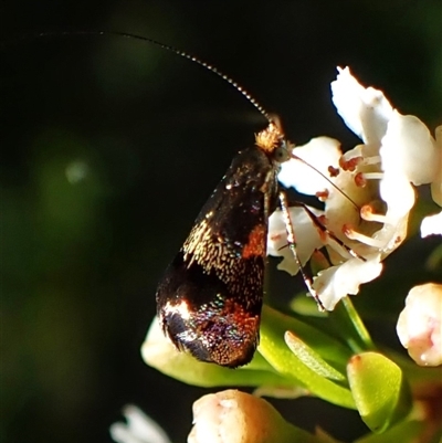 Nemophora laurella (A Fairy Moth) at Cook, ACT - 28 Dec 2024 by CathB