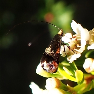 Nemophora laurella at Cook, ACT - 28 Dec 2024 05:14 PM