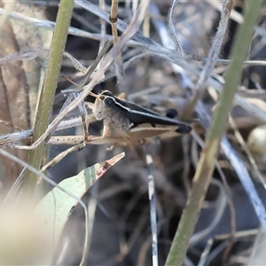 Phaulacridium vittatum (Wingless Grasshopper) at Wodonga, VIC by KylieWaldon