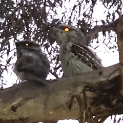 Podargus strigoides (Tawny Frogmouth) at Weston, ACT - 19 Nov 2024 by BJR