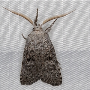 Cryptophasa irrorata at Melba, ACT - 31 Dec 2024