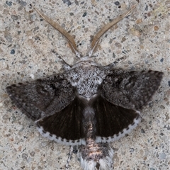 Cryptophasa irrorata at Melba, ACT - 31 Dec 2024