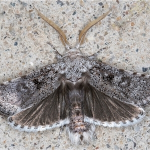 Cryptophasa irrorata at Melba, ACT - 31 Dec 2024