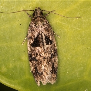 Barea melanodelta (A Barea Moth) at Melba, ACT by kasiaaus