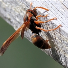 Unidentified Social or paper-nest wasp (Vespidae, Polistinae or Vespinae) at West Wodonga, VIC - 26 Dec 2024 by KylieWaldon