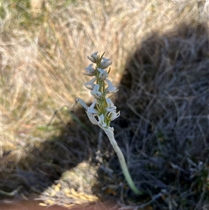 Paraprasophyllum candidum at Long Plain, NSW - 30 Dec 2024