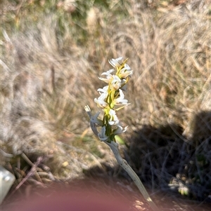 Paraprasophyllum candidum at Long Plain, NSW - 30 Dec 2024