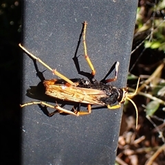 Cryptocheilus bicolor (Orange Spider Wasp) at Cook, ACT - 28 Dec 2024 by CathB