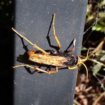 Cryptocheilus bicolor (Orange Spider Wasp) at Cook, ACT - 28 Dec 2024 by CathB