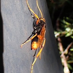 Cryptocheilus sp. (genus) at Cook, ACT - 28 Dec 2024