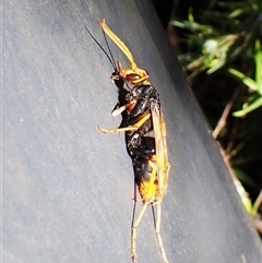Cryptocheilus bicolor at Cook, ACT - suppressed